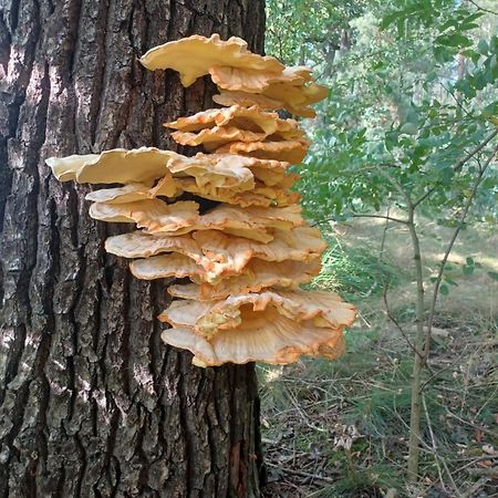 Cavertitz Waldblickヴィラ エクステリア 写真